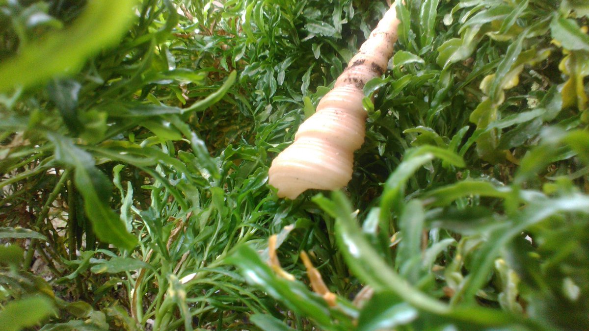 nouval_aditya (@mielo_dvg) on Twitter photo 