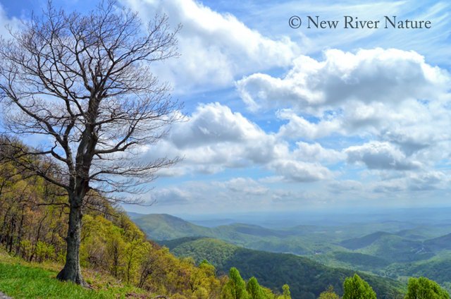 Rock Castle Gorge ~  goo.gl/5AiUSr #Nature #photography goo.gl/9Dk6Q9 ~ #BlueRidgeParkway  
#BRP #NewRiverNature #swva