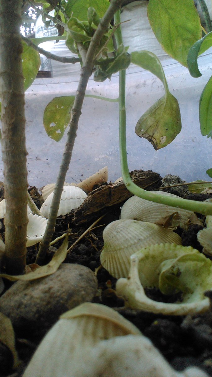 nouval_aditya (@mielo_dvg) on Twitter photo 