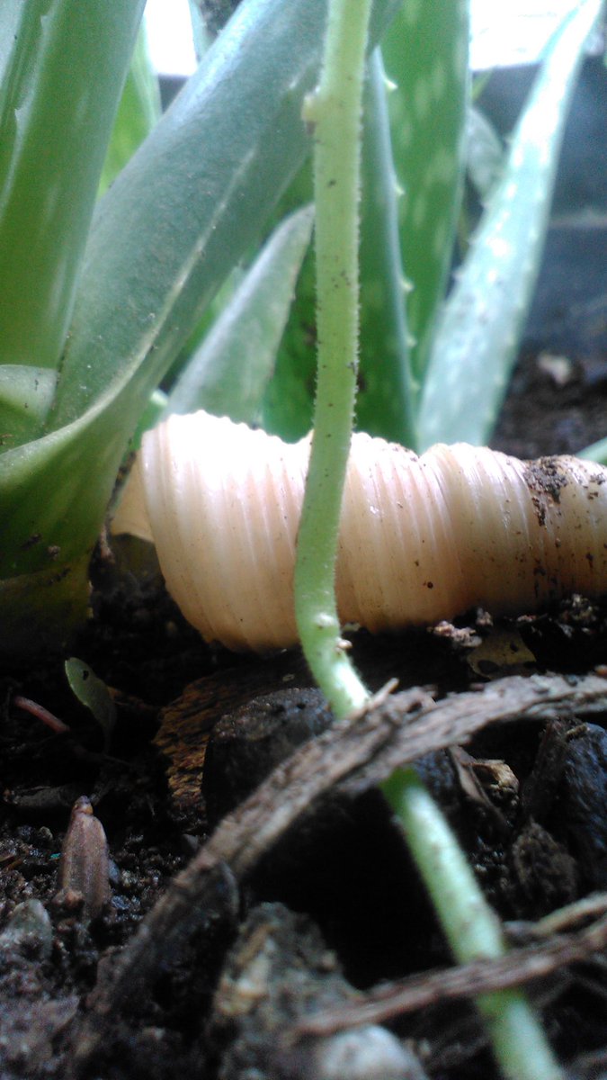 nouval_aditya (@mielo_dvg) on Twitter photo 