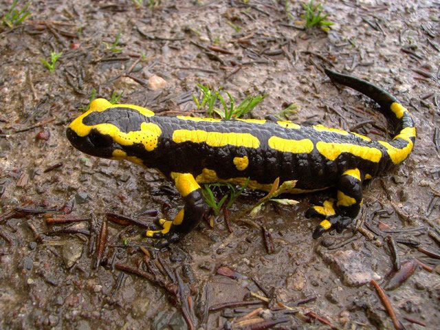 Toeic730 860取得のための英単語 Salamander サンショウウオ 火トカゲ 例 Salamanders Are Amphibians 詳しく見たい方はこちら T Co Qk3tszlio0 Toeic 英単語 語彙 英語 オンライン英会話 Ecom トーイック T Co Sb0cfyowkw