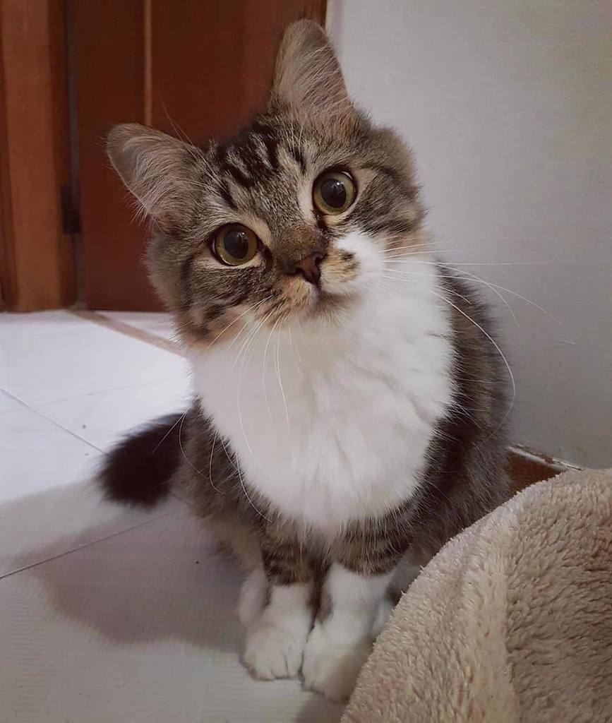 "Do you think this is a game? 😼" #koukineko by @charlielittle_bear
.
Royal Kittens are curated posts of our fans interacting with us on social media. Use our hashtag to get featured!
.
.
.
.
.
#cat #catsofinstagram #cats #kitty #catstagram #kitten #m… ift.tt/2khKnVK
