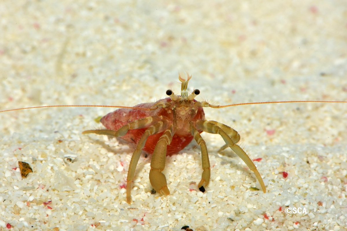 すさみ町立エビとカニの水族館 در توییتر 曇り空から今にも雪が降ってきそうなすさみ町です 今日は午後から冷え込みそうです 本日のイダテンヒメホンヤドカリさん 驚いたり急いで移動する時に貝殻を捨てていくなんとも韋駄天なヤドカリさん いや せっかちなのかな