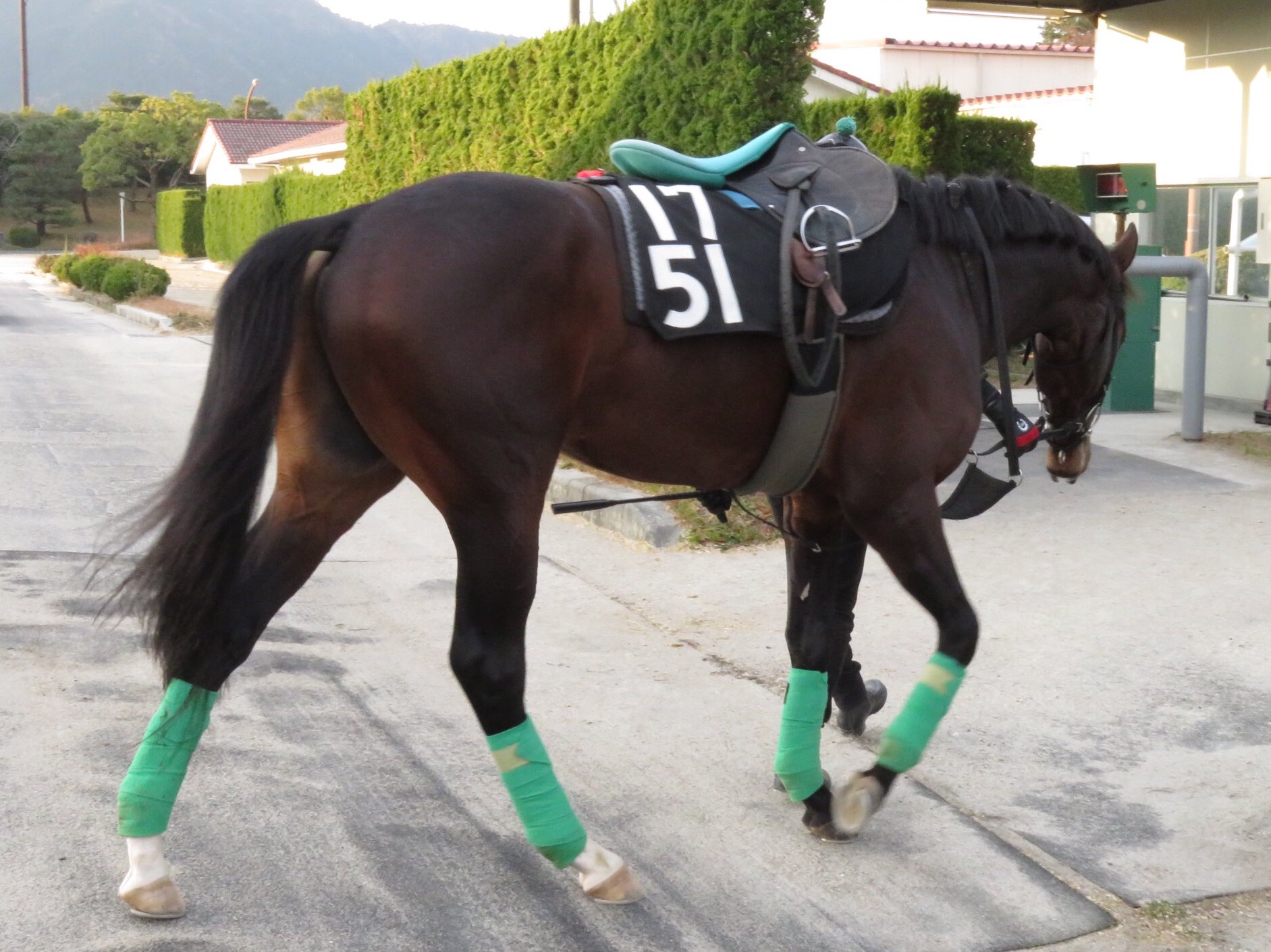 日刊ゲンダイ 競馬 on X: 