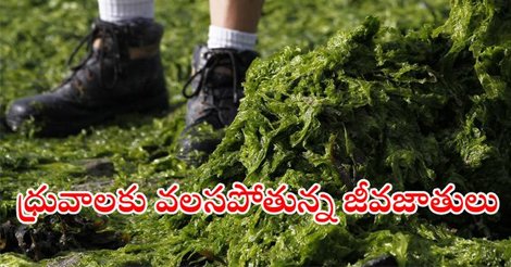 sakshinews's tweet image. ‘పాచి’ .. పంచభక్ష పరమాన్నం..!
sakshi.com/news/internati…
#Algae #seaweed #hungerproblems