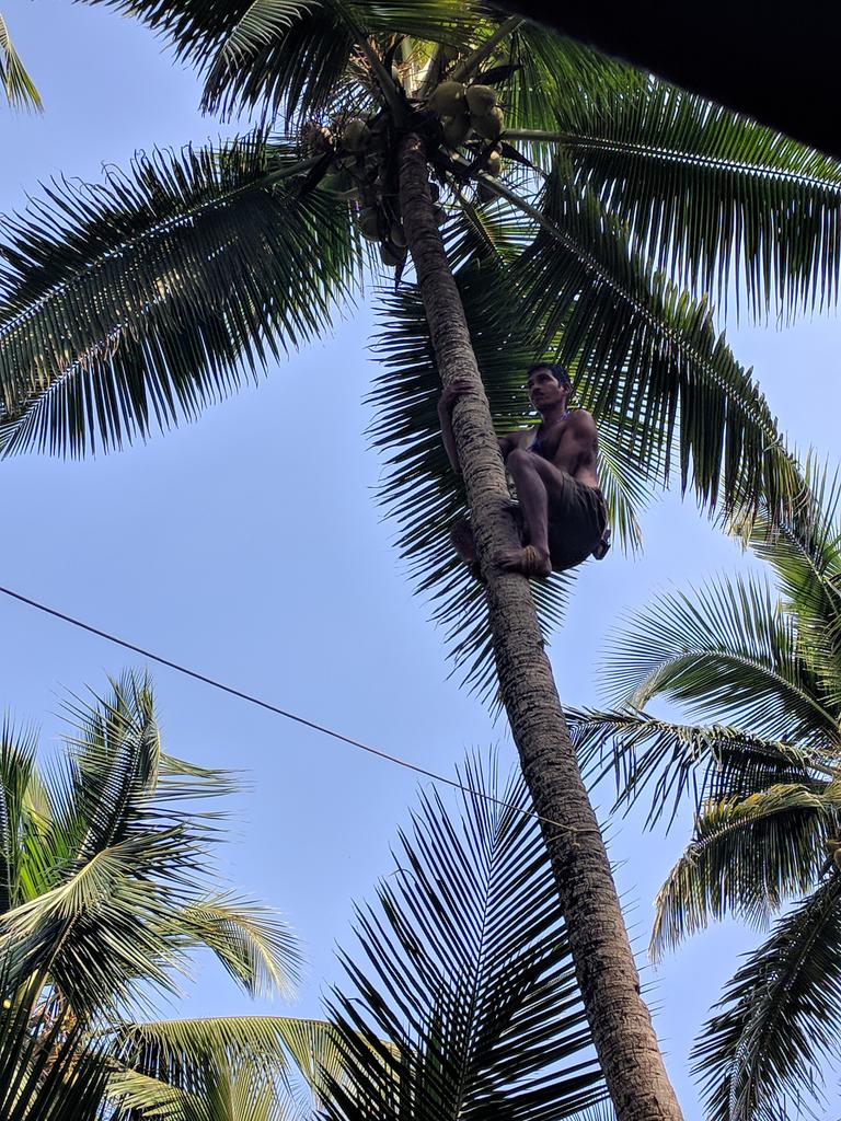 JLLFood_Alexis's tweet photo. Fresh #coconuts from #goa #india for breakfast anyone? @jllfood @JLLFood_Paulina https://t.co/xYzXhIxFgR