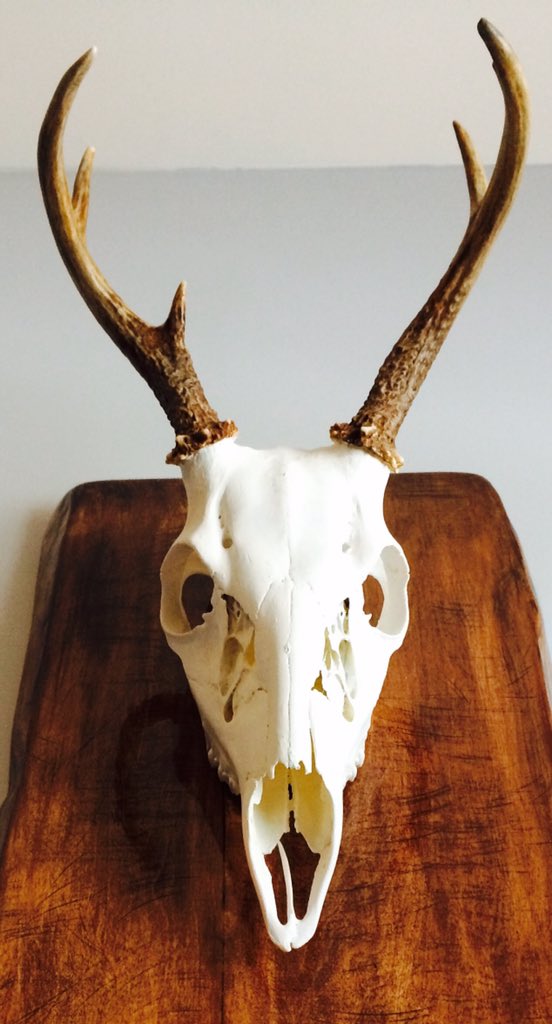 PatrickKKent's tweet photo. Another pic of my European Skull Mount I just finished! #europeanskullmount #skullmount #skull #mount #plaque #deer #wood #hunt #hunting #shooting #rifle #trophy #meat #freezer #wilderness #nature #hike #go https://t.co/kjWJwpMg0Z