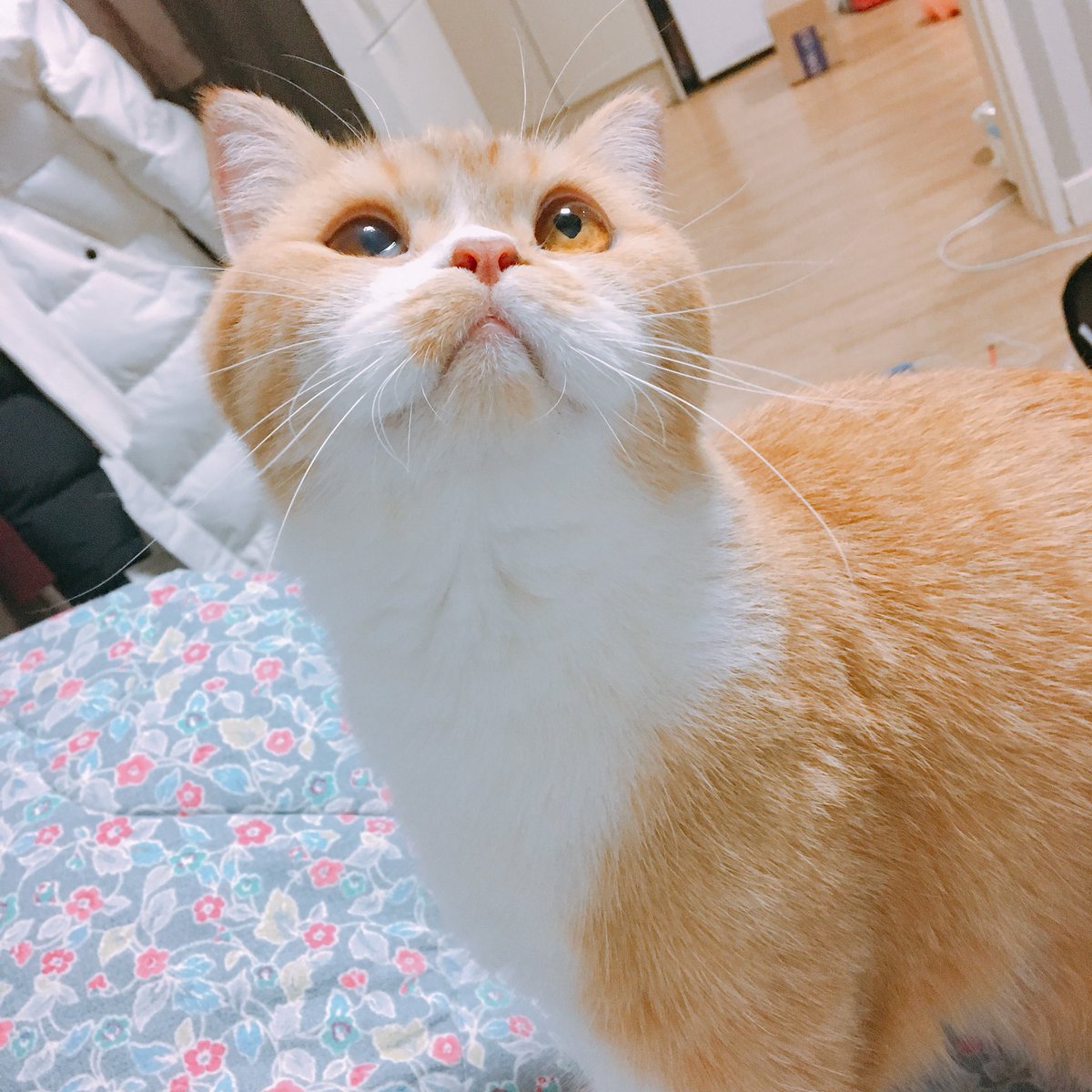 joongoo_cat's tweet photo. 🐱 https://t.co/rEZUCKl6ET