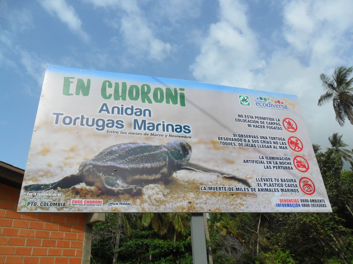 Importante anuncio que nos recuerda los amigos de @fundacionecodiversa en #Choroni anidan #tortugasmarinas conservemos la #biodiversidad no solo es rumba y diversion, conservemos la fauna de nuestra región y respetemos los ciclos naturales #RutasChoroni