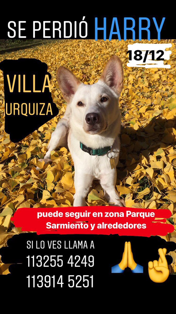 Magui_FC's tweet photo. ‼️Seguimos buscando a Harry en la zona de #parquesarmiento y #villaurquiza 
🙏🏻 RT por favor y si tienen gente por la zona reenvíen esta foto! Gracias! 
@verolozanovl @nikitaneumann @LizSolariOfcl @candetinelli @silvinaescudero @reneecormillot https://t.co/JTOKUU7R2I