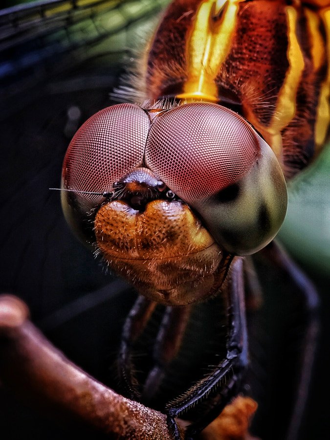 500px's tweet image. "Big Eyes" by Goodpharm111
See more of their work: hubs.ly/H09mYpR0
#500px #macro #photography