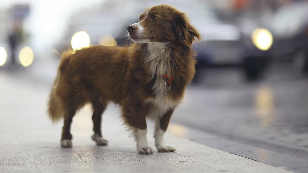 vetformacion's tweet photo. No todos los #perros son sociables, algunos son tímidos o miedosos, y antes de acercarnos a ellos, debemos fijarnos en su lenguaje corporal. ¿Sabes cómo? https://t.co/42u1XVx89v https://t.co/e0ShZBiAqe