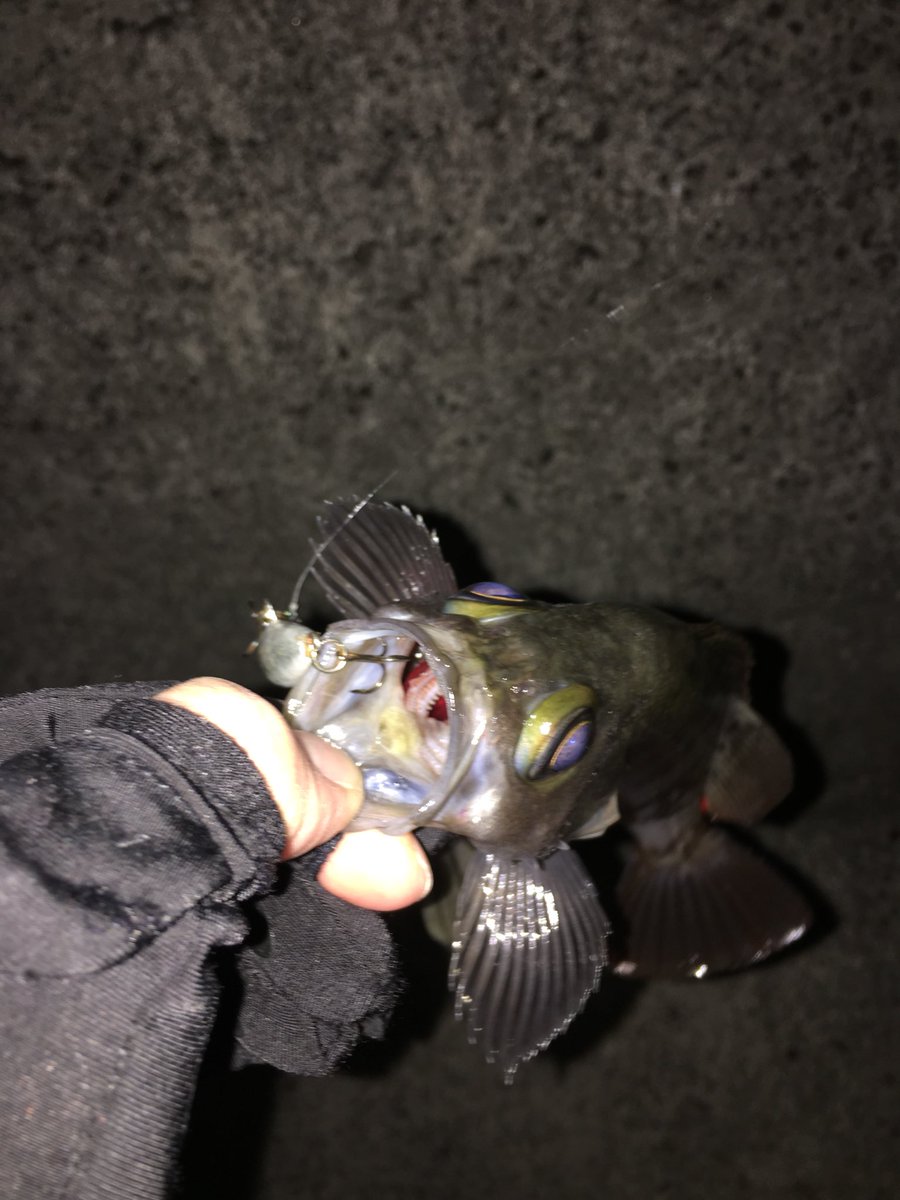 Bad0708M's tweet photo. 今宵もメバリングへ。
リーダーにfathomのLEVEL1.5(1.5号)を使用。
プラッキングで20cm程の良型をキャッチ♪
ワーミングに変えたら先日同様、良型のカサゴが遊んでくれました(*^^*)
#fathom #LEVEL1.5 #プラッキングメバル #メバリング #シンペン #CDL3 https://t.co/ISKbQxtBQB