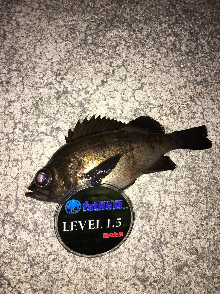 Bad0708M's tweet photo. 今宵もメバリングへ。
リーダーにfathomのLEVEL1.5(1.5号)を使用。
プラッキングで20cm程の良型をキャッチ♪
ワーミングに変えたら先日同様、良型のカサゴが遊んでくれました(*^^*)
#fathom #LEVEL1.5 #プラッキングメバル #メバリング #シンペン #CDL3 https://t.co/ISKbQxtBQB