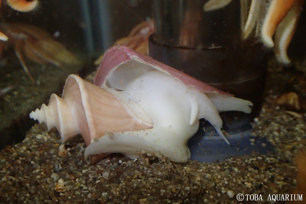 チマキボラを展示しました: へんな生きもの研究所で久しぶりに