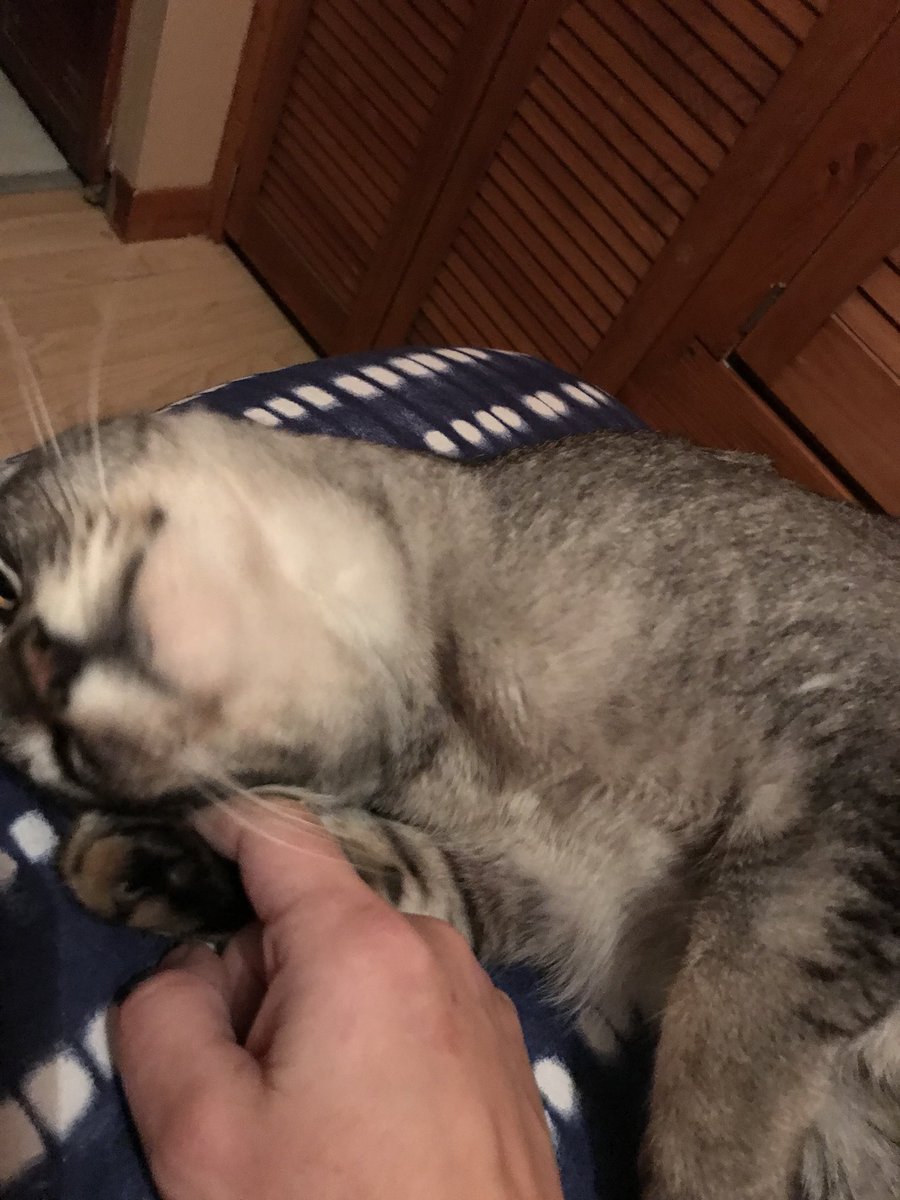 mrmokeycat's tweet photo. Dear work, Mummy can’t come in today cos she is giving me love #chinrub #leftabit #downabit #😻 https://t.co/QmUh8ZCcoA