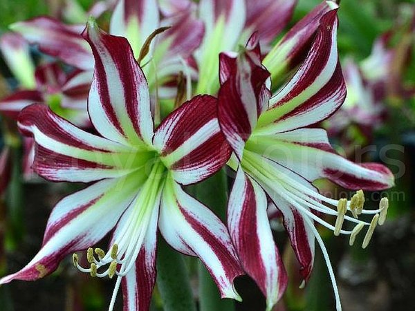 Een knuffel...
Is zoveel meer dan alleen liefde
Het is genegenheid
Het is een teken van dankbaarheid
Troost en laten zien dat je niet alleen bent
Knuffel elkaar wat vaker
Het doet zo goed! 💕
