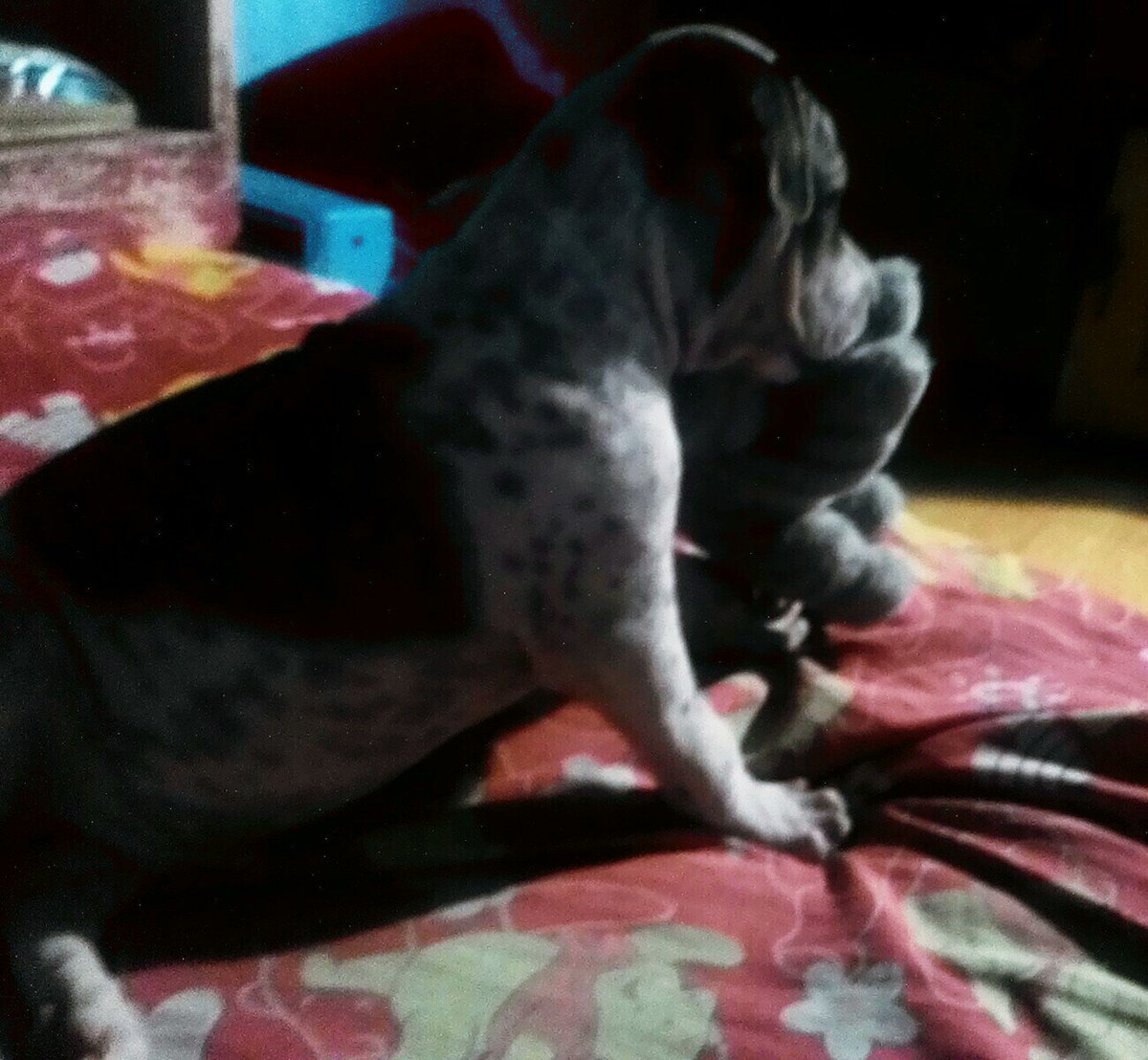ghie3232's tweet photo. 3month  buddy thor https://t.co/TU5yJhual9