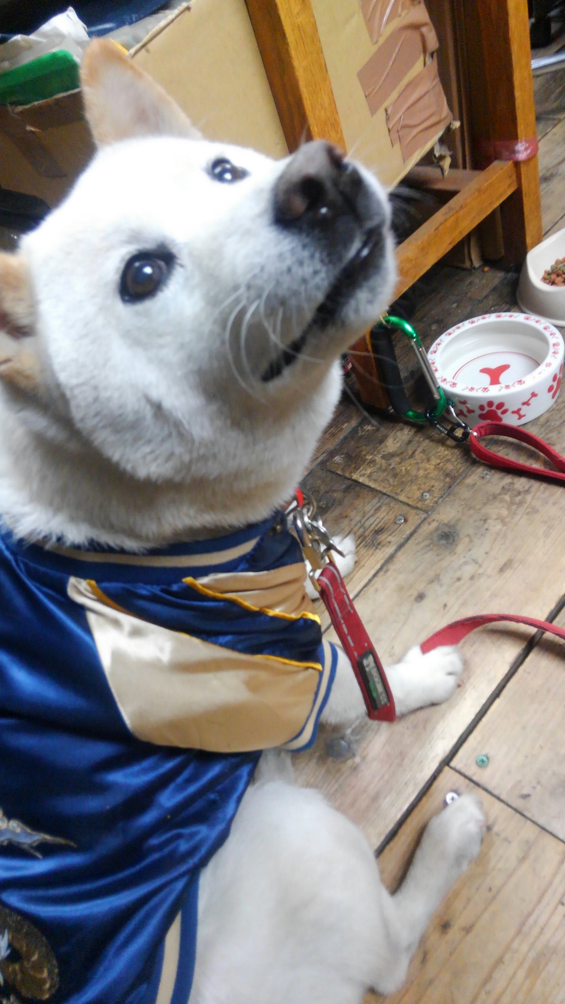 ｊａｐ工房 今日の大福 Vol 61 更新ー スカジャン犬福さん2です 笑 犬 柴犬 いぬ スカジャン スカジャン犬 T Co Bwabzwo0qw Twitter