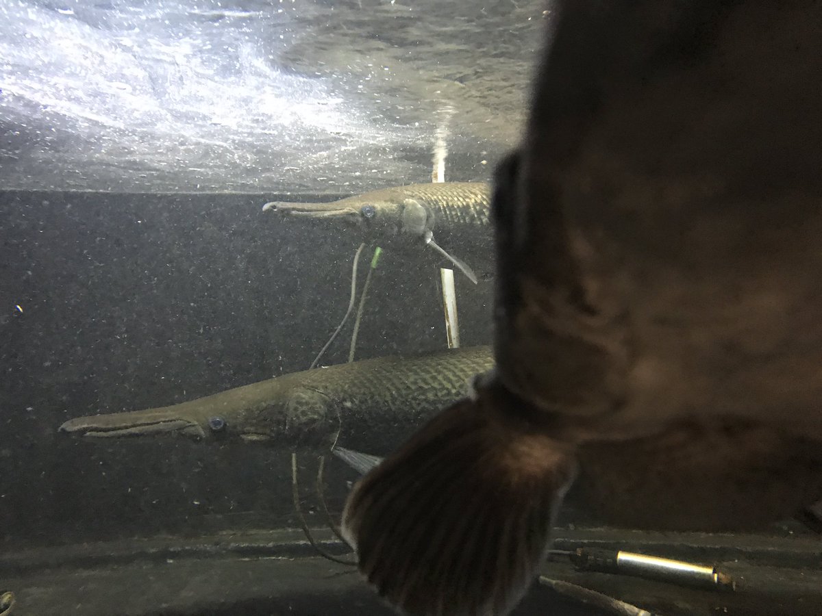 totalability2's tweet image. 3000、1500、 900水槽
1m超え、ガー達
元気に泳いでいます！
大型水槽、安値にて販売してます！
お見積もり、相談、DMにて
よろしくお願いします(^^)