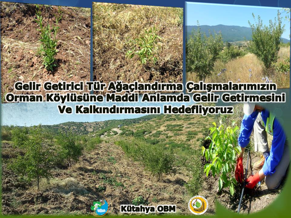 Ağaçlandırma çalışmalarında meyveli türlerin kullanılması köylerde yaşayan vatandaşların refah seviyelerine büyük katkı sağlıyor.