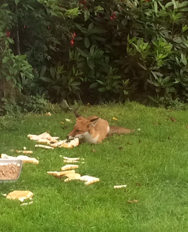 Craftaholic13's tweet photo. Todd with his bread 1st, meat &amp; biscuit for desert :) #KeepTheBan https://t.co/tJBlkhMC0u