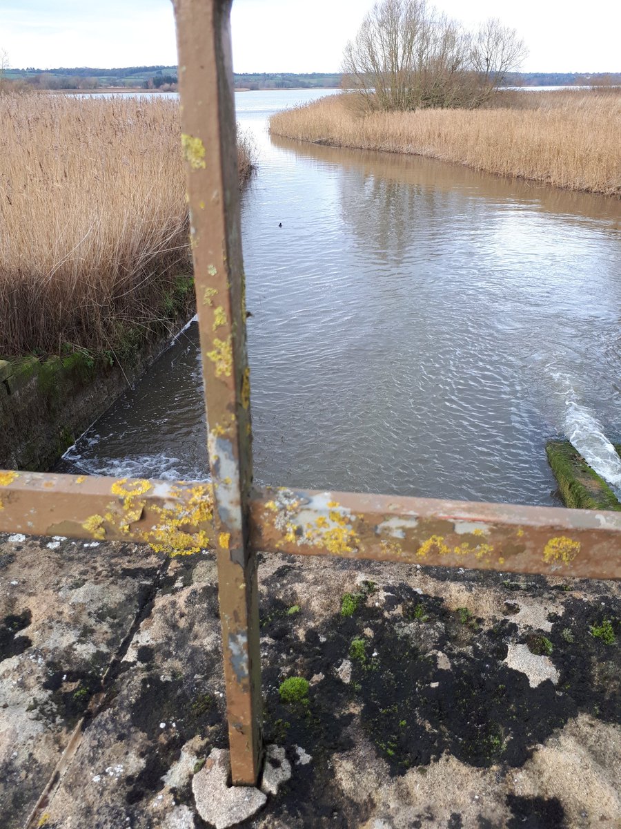 micorsica's tweet photo. scruffy thoughts 
the reed beds 
pillow my uncertainty 

#micropoetry https://t.co/6KeKUH50LZ