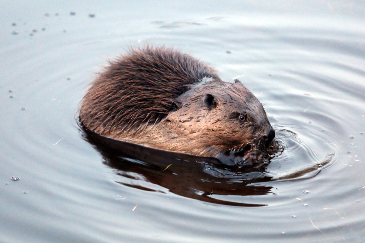 edijsfotolv's tweet photo. Rīgas bebru brančš Rīgas kanālā. Foto: Edijs Pālens, LETA @RigasDome @Rigailoveyou @rigasbebrs #riga #rīga #latvija #latvia #bebrs #BeaverCounty https://t.co/guiKgmCs5T