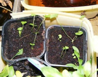 PromotionKindle's tweet photo. GOTU KOLA SEEDS (100 seeds) (Centella asiatica) https://t.co/ZqOmC4W2Kp https://t.co/FGVGY3XqDG