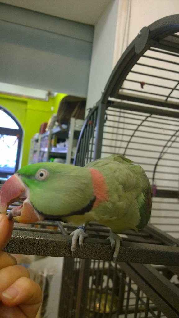 #GoodMorning from Artur #AlexandrineParrot ❤🐦 #TongueOutTuesday #LifeWithParrots