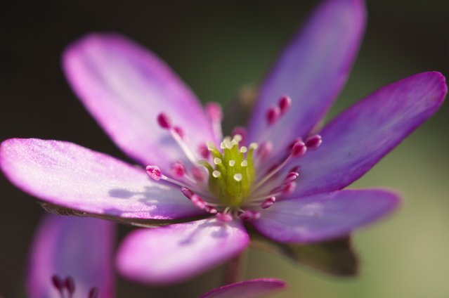 アルビオン Albion 公式 おはようございます 今日の誕生花は ミスミソウ 花言葉は 自信 信頼 です 雪に負けず 早春に咲くこの花のように 今年は 自信を持って自分自身の花を咲かせてゆきたいですね 誕生花 花言葉