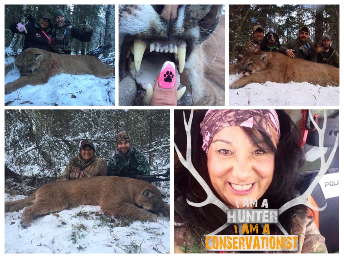 Htth16Htth's tweet image. Claudette Chorney: She runs Big Cat Adventures. A typical pyscunter, suffering with chronic ‘selfitis’. An attention seeker.....

facebook.com/HTTHBanTrophyH…

#BanTrophyHunting #StopKillingPredators #BanTrophyKilling #StopKillingMountainLion