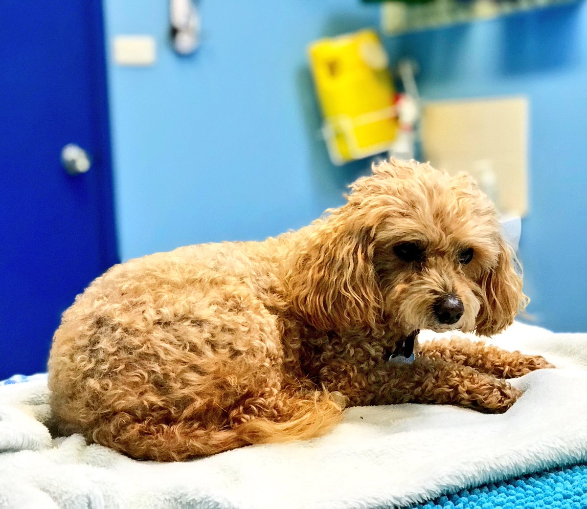 JohnBaremans's tweet photo. Our little buddy had a rough day with sickness so off to vet. Badly dehydrated so it’s an overnight stay and a drip filled with doggy goodness. Love you #bearsum #getwell https://t.co/5k33xhW3uL