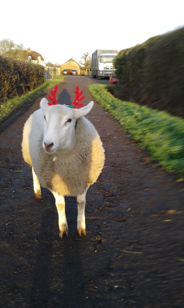 Broadwellstud's tweet photo. Well at least someone’s ready for Christmas 🎄 #Shaunthesheep #orphanedlamb🐑🐑🍀🍀 https://t.co/vFavjxfGwQ