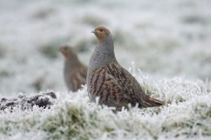 Al 200 m patrijzenhaag gesponsord voor de patrijs! Help ook mee met de aanplant van één kilometer patrijzenhaag in de Achterhoek deze winter! landschapsbeheergelderland.nl/sponsoractie-k… … x.com/SLGelderland/s… …