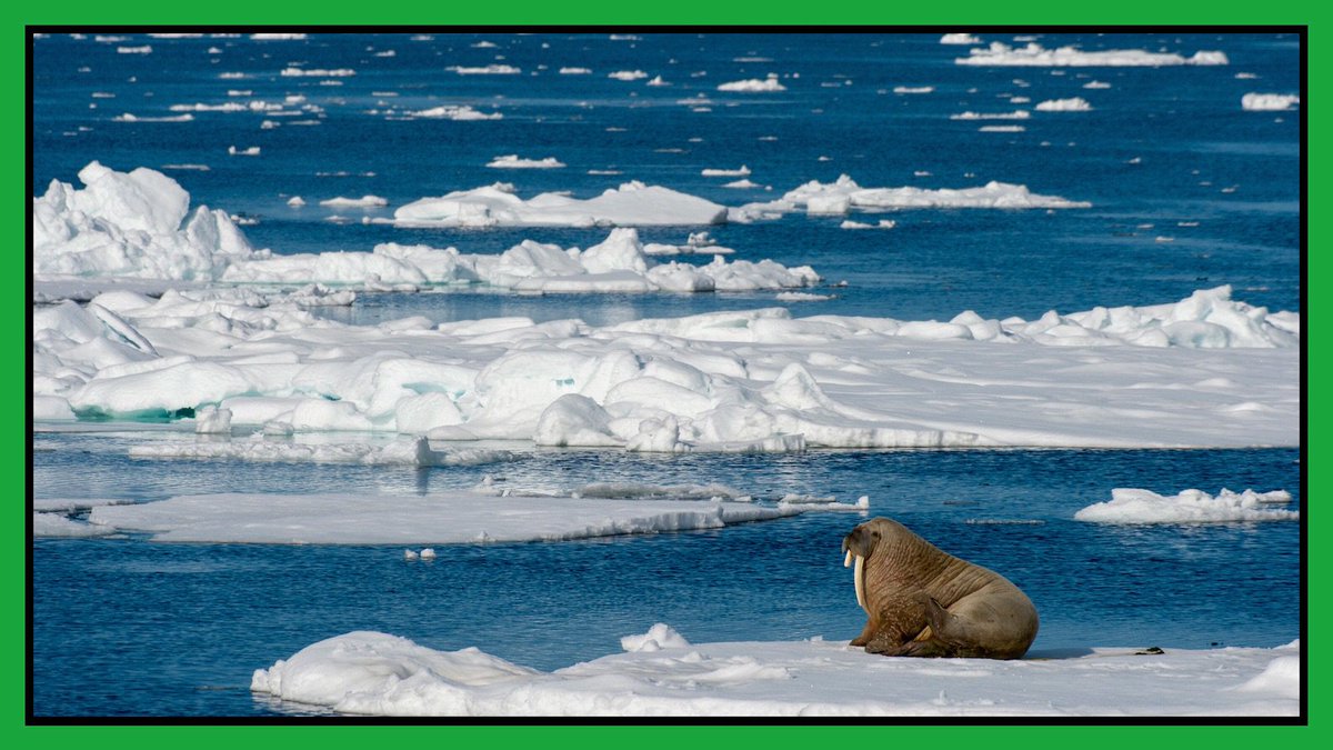 Alex_Verbeek's tweet image. 🌍 

Let it go: The Arctic will never be frozen again 

ow.ly/ktUQ30hjzJ4
#Arctic #Climate #nature #science