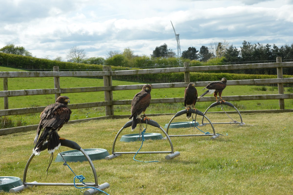 New #Training #Course Next Month AN INTRODUCTION TO THE USE OF HAWKS FOR BIRD CONTROL January 2018 #Chesterfield #PestBirds Contact for further details info@bird-control-company.co.uk Only two places left. #BirdControl #Hawks #Gulls #Pigeons #Ethical #NonLethal