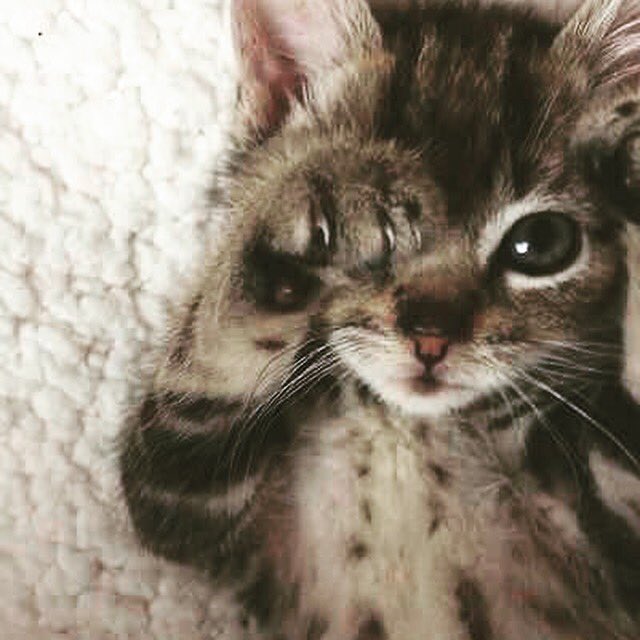 Tina1Queen's tweet photo. Follow everyone who retweets this💍

#MGWV #TFBKatZ https://t.co/sVV7Ep9RXH