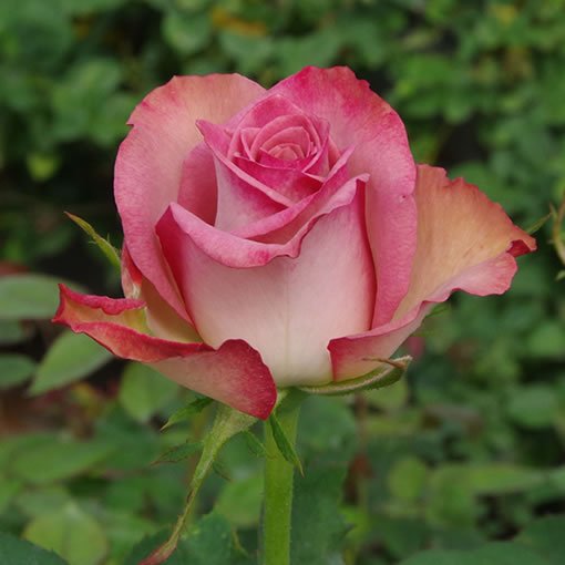 オキツローズナーセリー ハロウィン ダークピンクから咲くにつれ花色が淡く変わっていきます 花が大きく花もちもよい人気の品種です T Co C8rb0uqhgr 薔薇 Rose 花