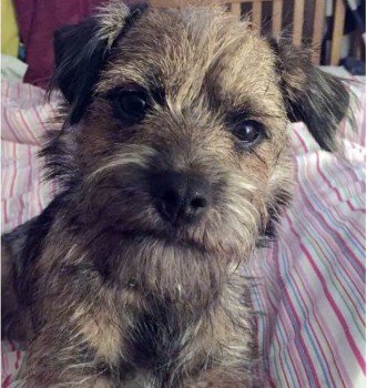 Morse, a border terrier puppy has been stolen from Marden, Kent. He needs to go back to his 2 yr old owner for #Christmas doglost.co.uk/dog-blog.php?d…
