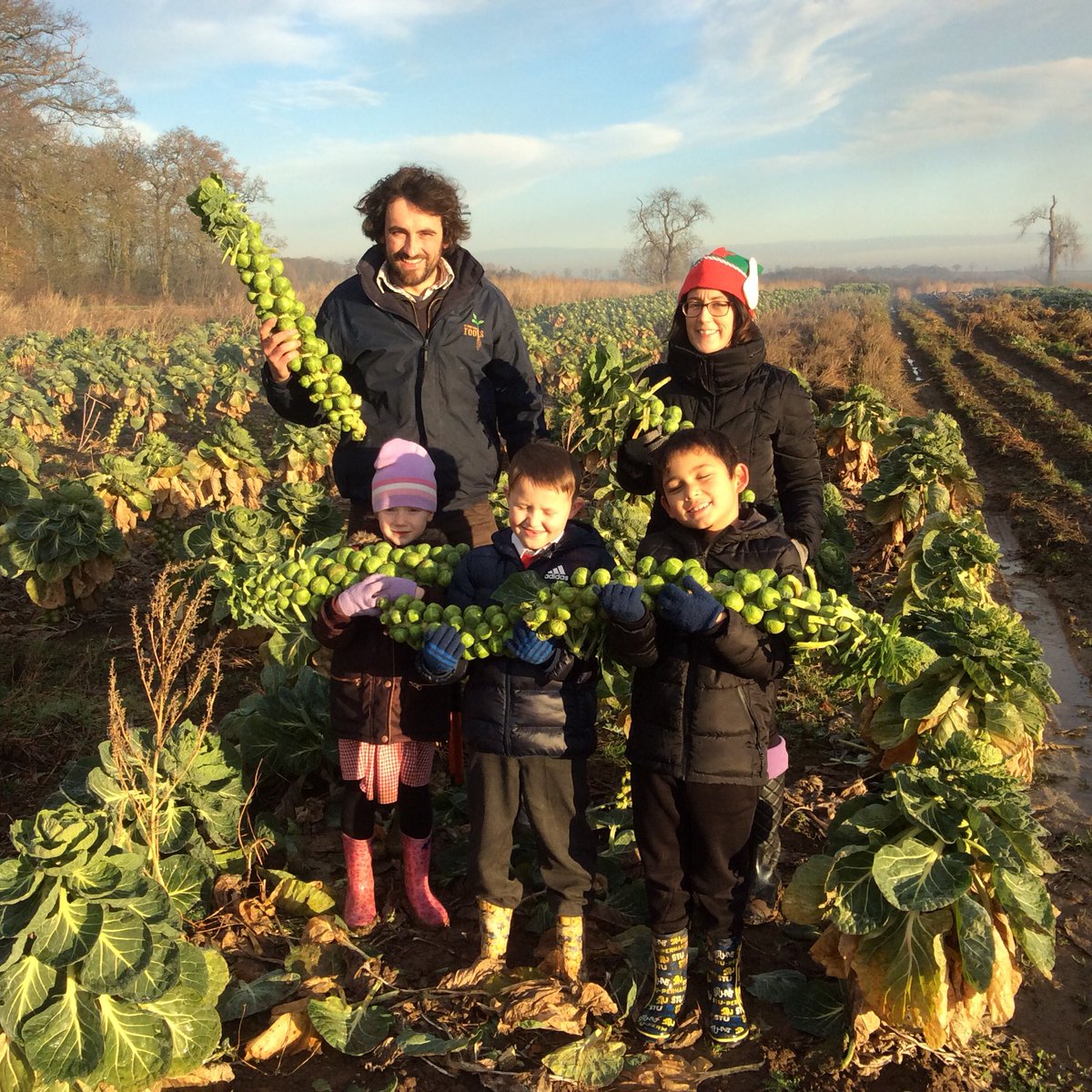 We have been picking brussel sprouts at <a href="/Rootsthorpefarm/">Roots Thorpe Farm</a> this morning ready for our Christmas dinner tomorrow. They look amazing!