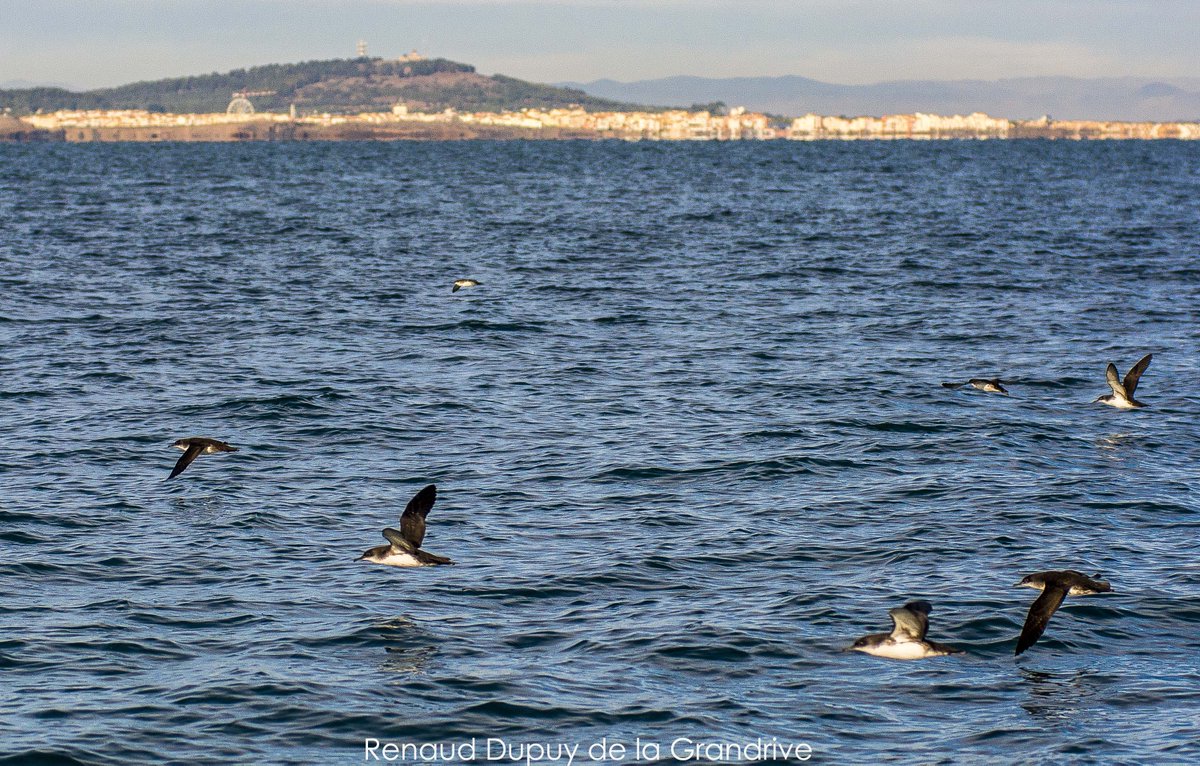 AgdeOfficiel's tweet photo. Météo frisquette mais des conditions propices aux observations d'oiseaux marins du large de Brescou avec vue sur le Canigou, de Port Ambonne avec vue sur le Caroux, un festival de "piafs" : puffins de Méditerranée, fous de Bassan, sternes caugek, océanites tempêtes, cormorans... https://t.co/AowAMEKFrc