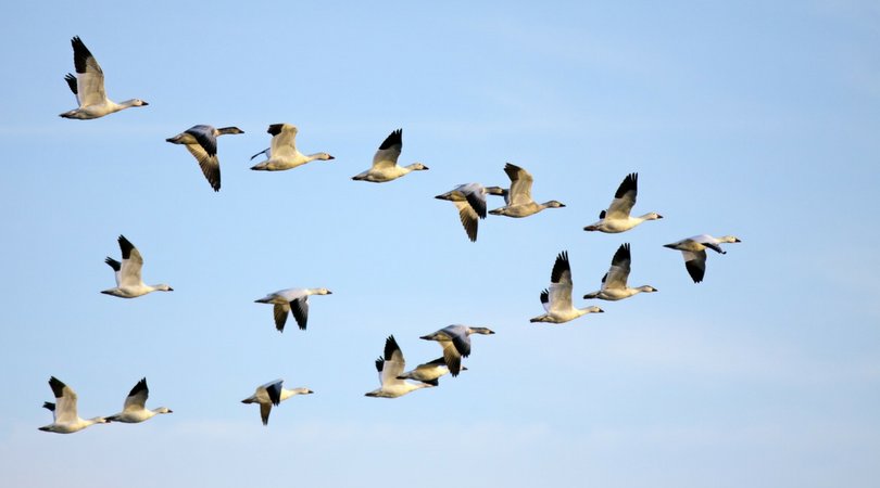 SBS Group tweet media