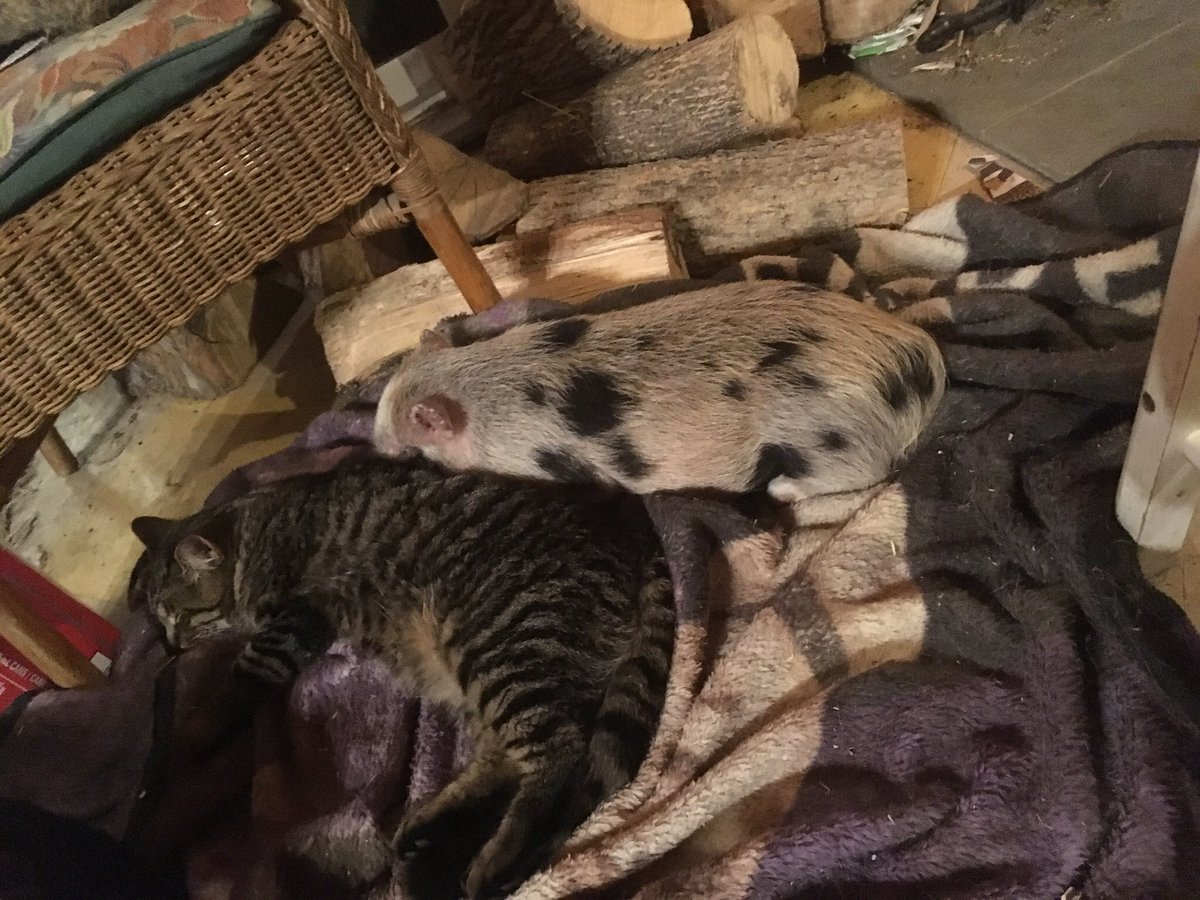 stblfoundations's tweet photo. https://t.co/EItulfYLKa     This is what happens when a pig crazy nephew has an animal crazy aunt and uncle! https://t.co/FmF2fOkedr