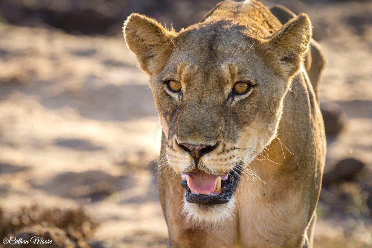 :  Savanah 
—————————-
My first “Tweet” 🙈 This lioness is known as the Ross Female 🦁 Sge was staring at more lions in the distance 🌌•
•
•
Kings Camp, Timbavati•
•
•
•
#wildlife #wildlifephotography #nature #naturephotography #animal #animals #animalphotography #travel
