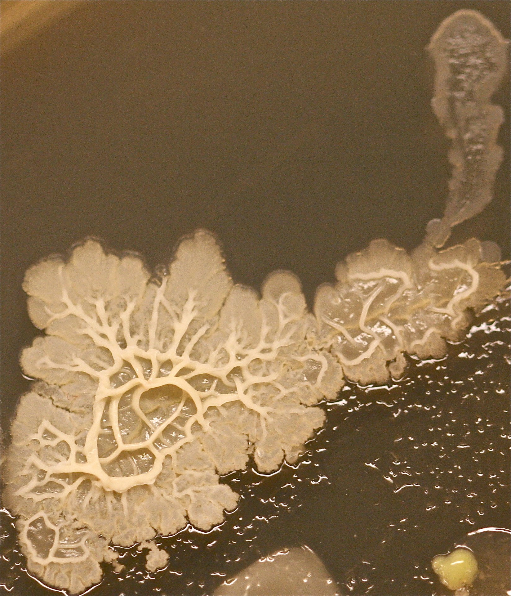 Tasha Sturm on Twitter: "Beautiful Bacillus: floor swab spreading