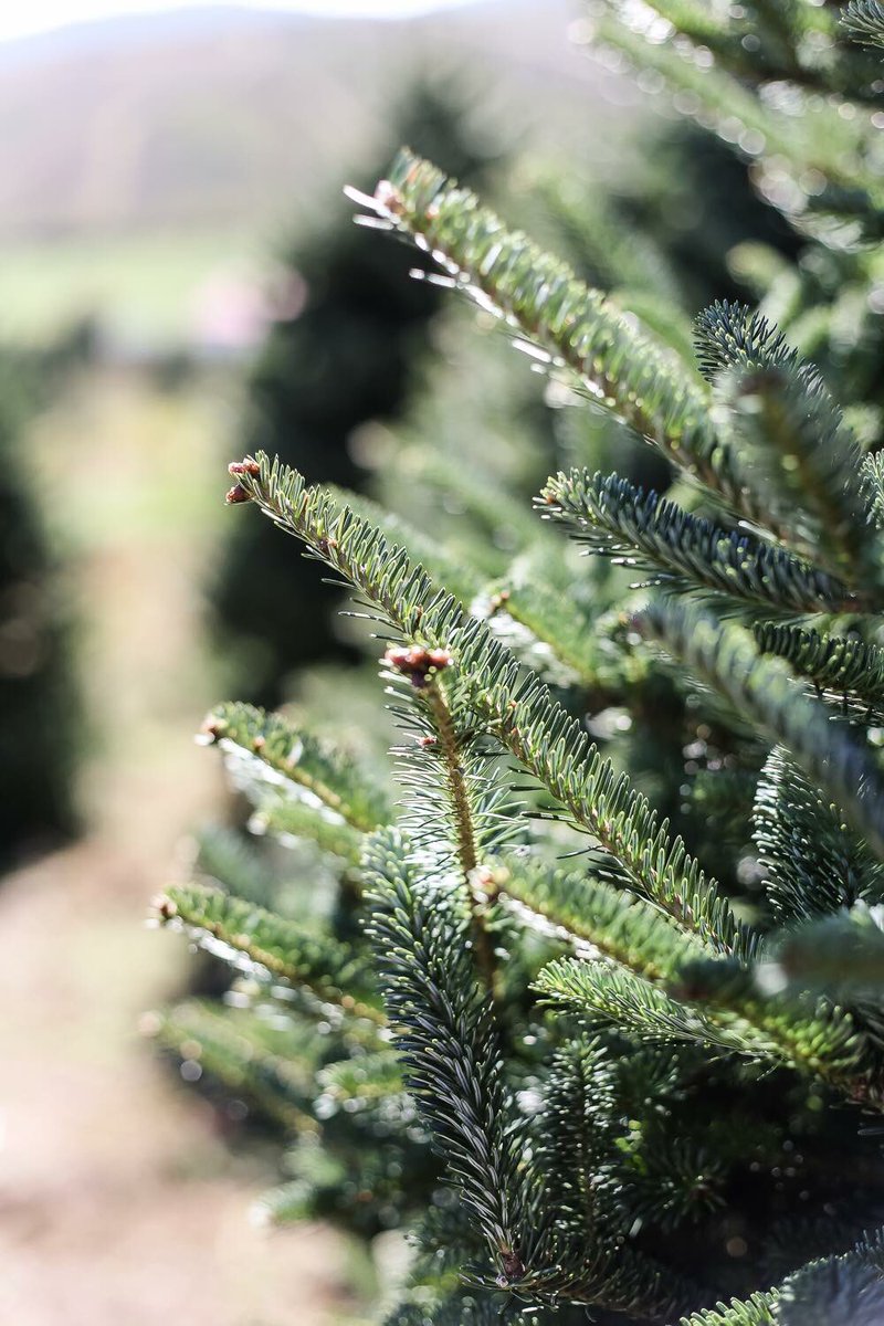 Peoria, AZ ☀️ tweet media