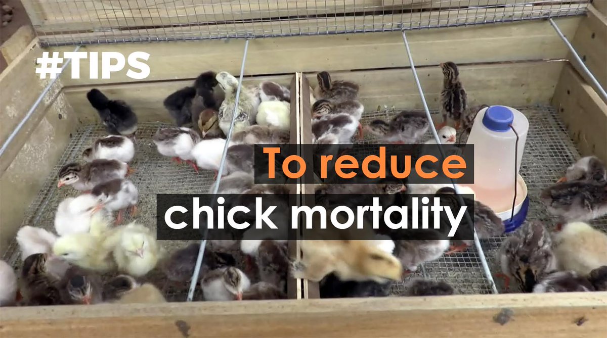 To reduce chick mortality, Eugène ROUAMBA has conceived a brooder, in the form of a mobile box, that can accommodate 80 chicks > bit.ly/2l02Num #AgribusinessTV