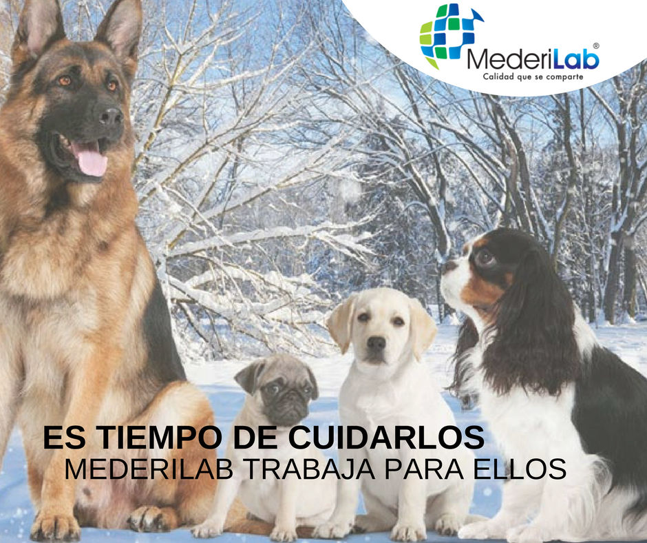 MederiLabMX's tweet photo. SI #SantaMeTrajo una mascota, cuídalos con los mejores productos
MEDERILAB LABORATORIO VETERINARIO https://t.co/7kHDnHw1lS