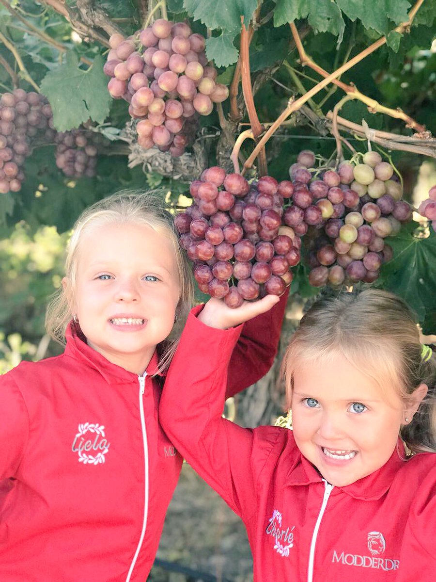 heleenbeukes's tweet photo. 2018 Harvest season has started in the Hex River Valley @modderdrift @JulianJansen @SamanthavdBerg1 @FarmersWeeklySA @farmbizmag @landbou @rsglandbou https://t.co/a97JnLOtTq